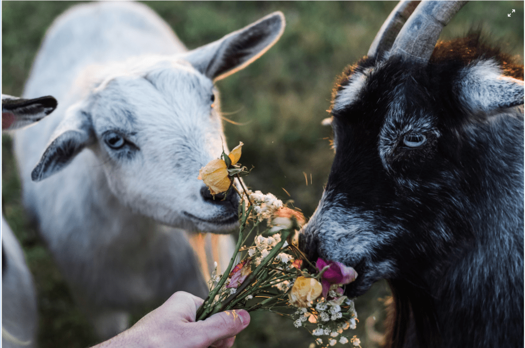 Toddlers Smell Like Flowers, Teens Smell ‘Goatlike,’ Study&nbsp;Finds