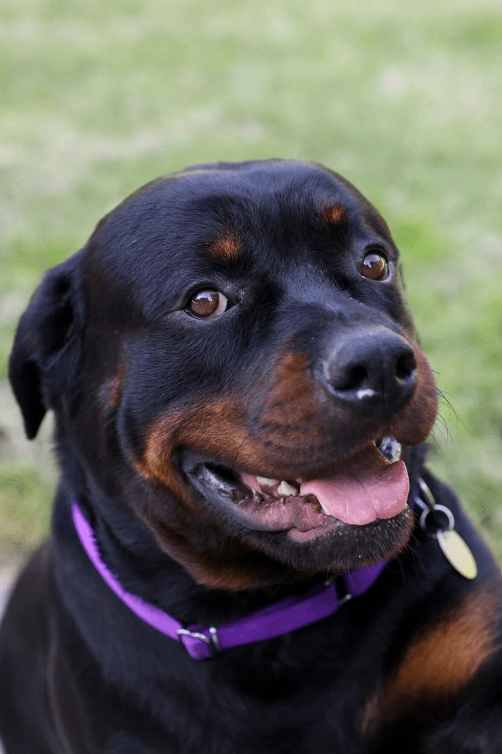 Like Dorothy, dog carried away in&nbsp;tornado