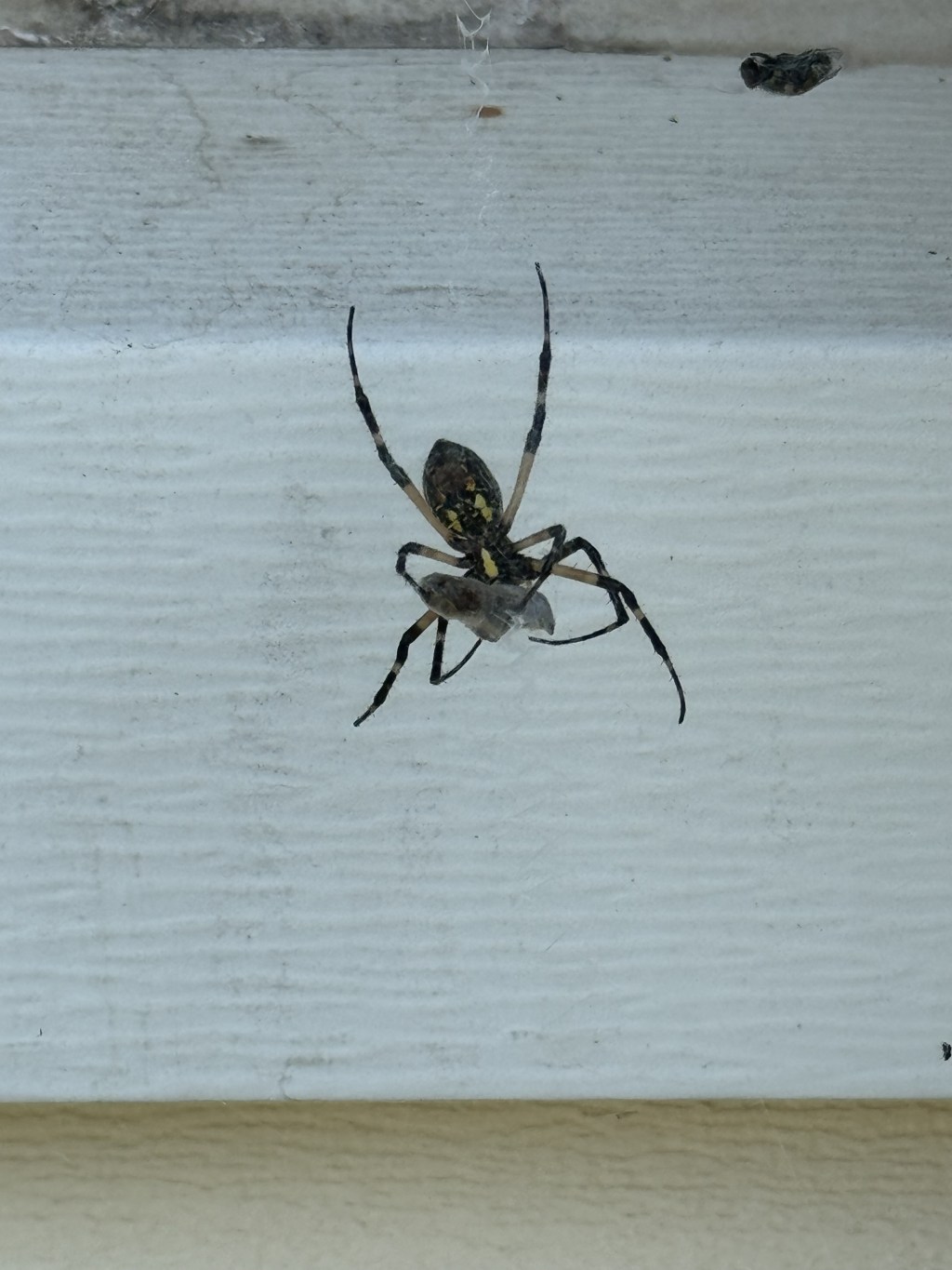 A spider named&nbsp;Doug