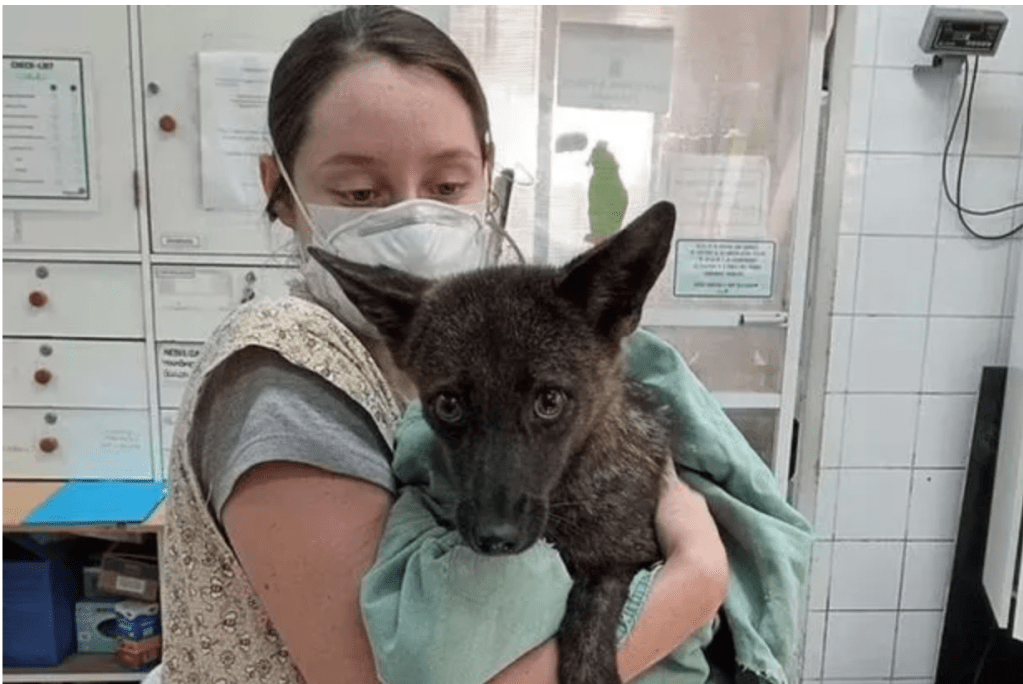 ‘Amazing’ new dog and fox hybrid discovered by scientists after animal hit by&nbsp;car