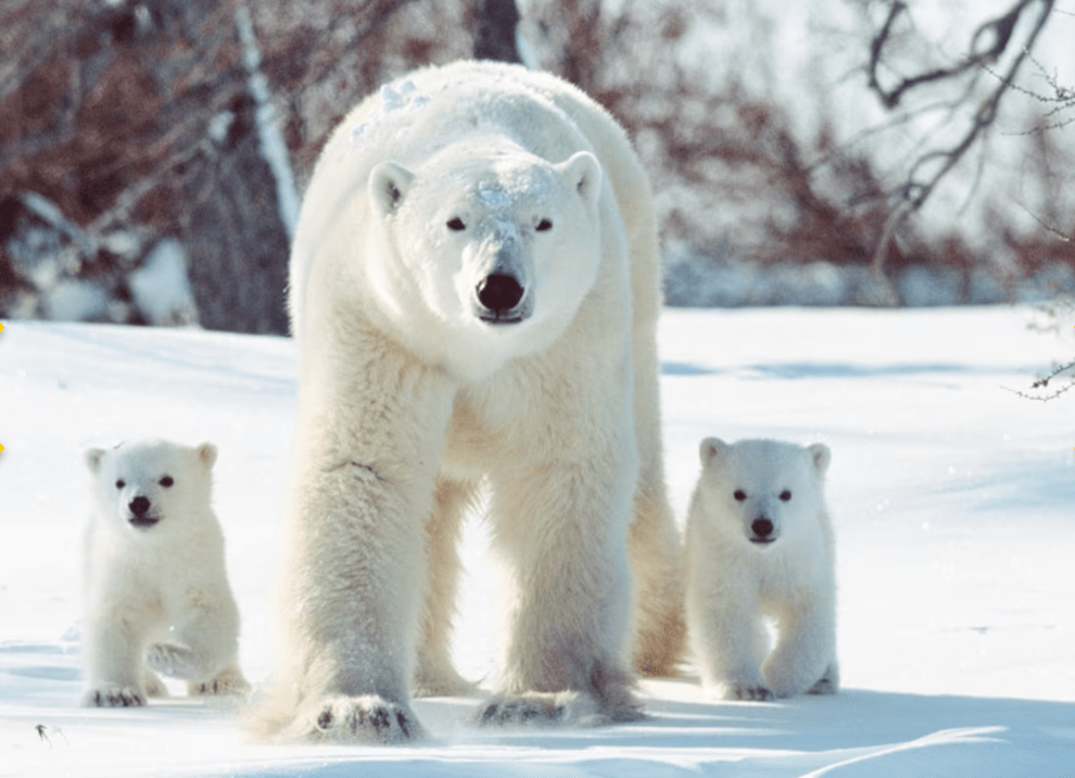 An Inconvenient Price for Algore’s&nbsp;lies