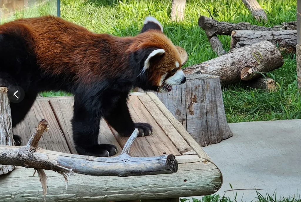 What we thought of our visit to Lincoln Children’s Zoo