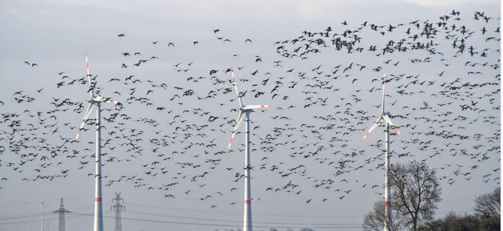 Trump Administration Blows Away 231-Wind Turbine Farm in&nbsp;Idaho