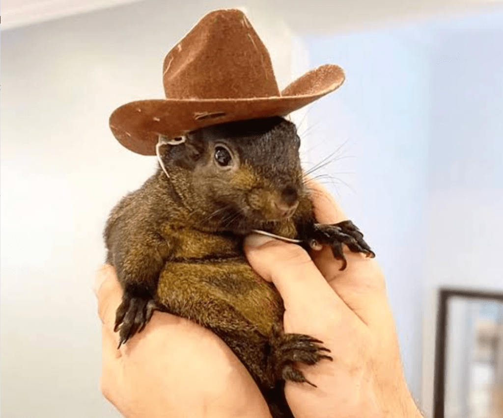 This is from election day 2024 – P-nut the squirrel executed by democrat lunatics for the crime of living&nbsp;indoors