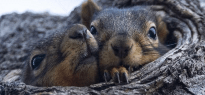 P’nut the squirrel executed by New York&nbsp;democrats