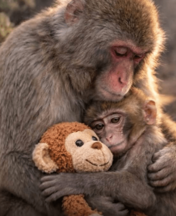 Meet Punch, the baby monkey that went viral. See&nbsp;why.